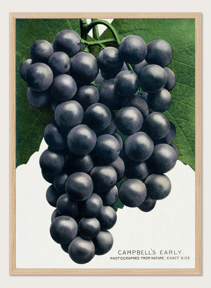 Vintage botanical illustration of a grape cluster hanging from a vine, with dark purple-black grapes and green leaves on a white background, captioned &