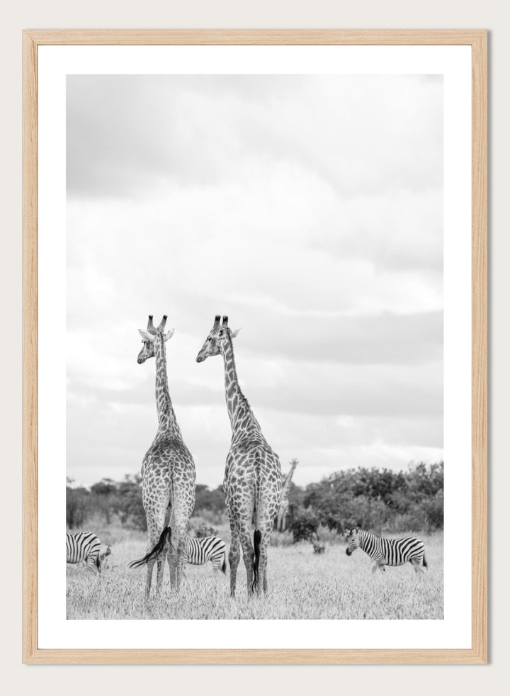 Black and white photographic art print depicting two giraffes in a savanna landscape with zebras and trees under a cloudy sky. Super Safari by Shot by Clint black-and-white wildlife photography print featuring two giraffes standing among zebras in the South African grasslands.