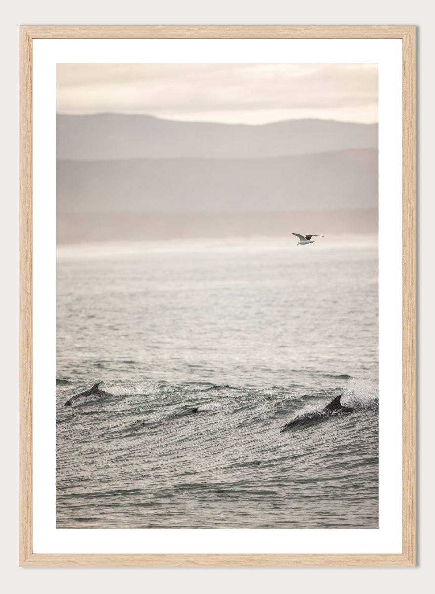A framed photographic art print depicting dolphins swimming in a misty ocean with a bird flying in the distance. Ocean’s Dance by Shot by Clint ocean photography print featuring dolphins, rolling waves, a flying bird, and hazy coastal hills.