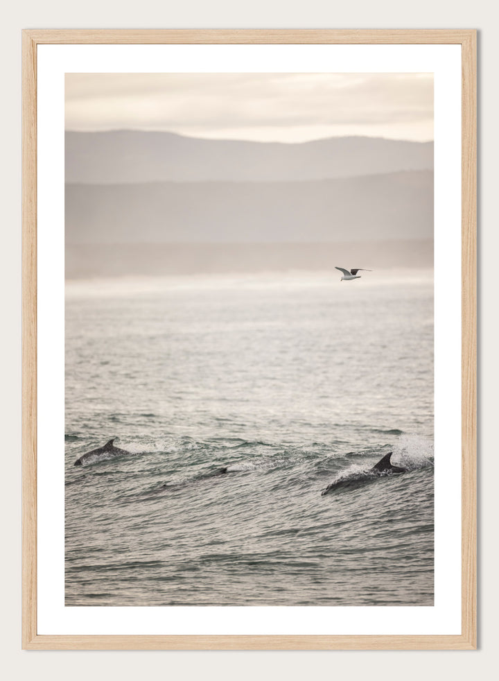 A framed photographic art print depicting dolphins swimming in a misty ocean with a bird flying in the distance. Ocean’s Dance by Shot by Clint ocean photography print featuring dolphins, rolling waves, a flying bird, and hazy coastal hills.