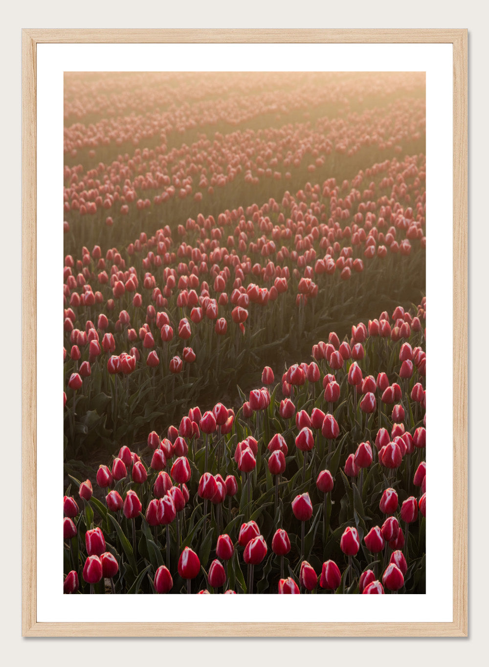 Field of pink tulips with a soft glow, likely from sunset or sunrise. Field of Flowers Art Print by Mareike Böhmer. Floral wall art photography featuring pink tulips. Officially licensed fine art print by German photographer Mareike Böhmer.