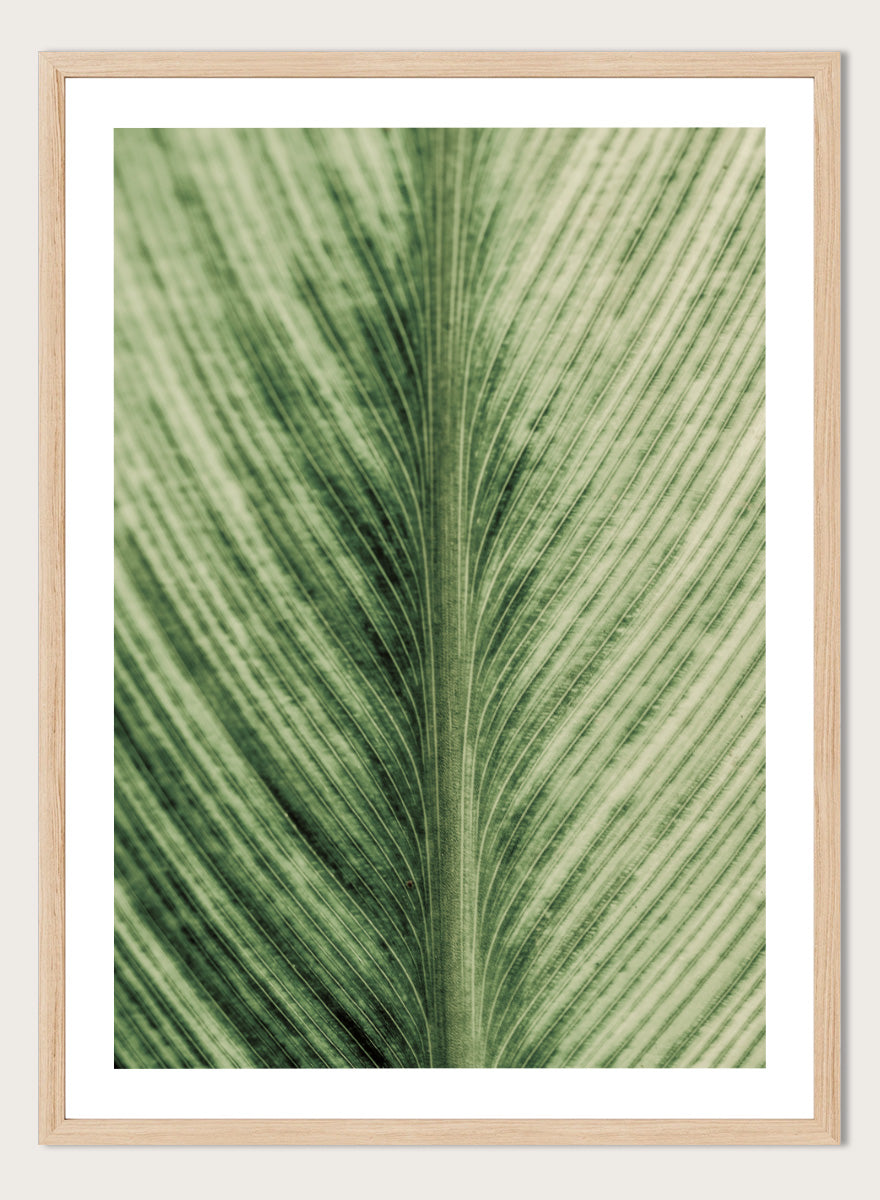 A framed botanical art print featuring a close-up photograph of a green leaf with prominent veins. Verdant Veins by Shot by Clint botanical photography print featuring detailed green leaf veins, natural texture, and layered organic pattern.