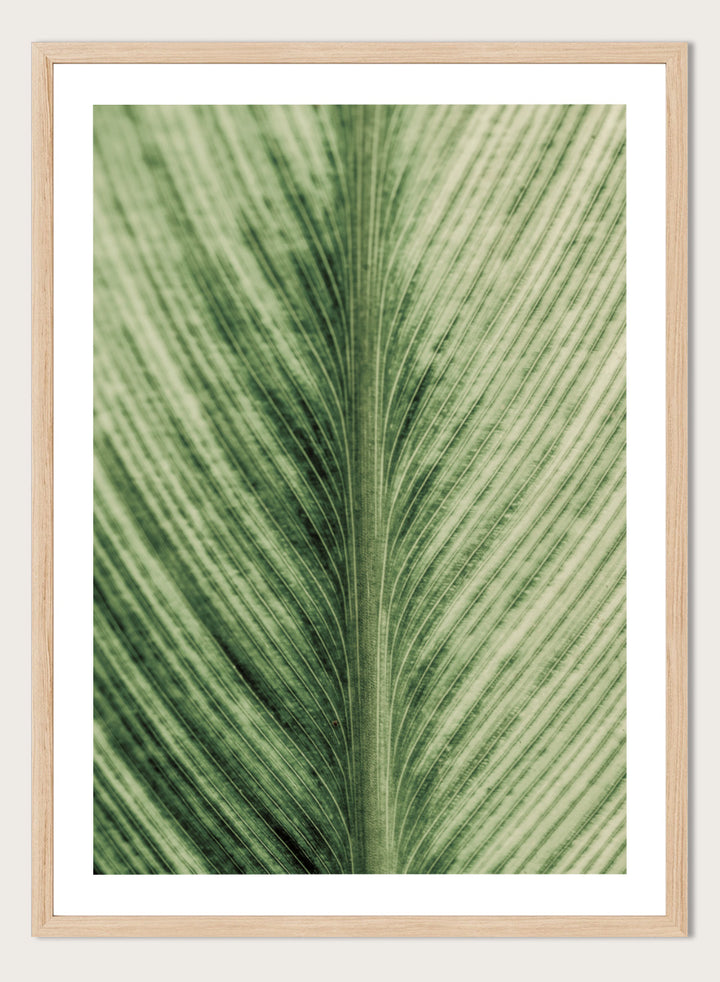 A framed botanical art print featuring a close-up photograph of a green leaf with prominent veins. Verdant Veins by Shot by Clint botanical photography print featuring detailed green leaf veins, natural texture, and layered organic pattern.