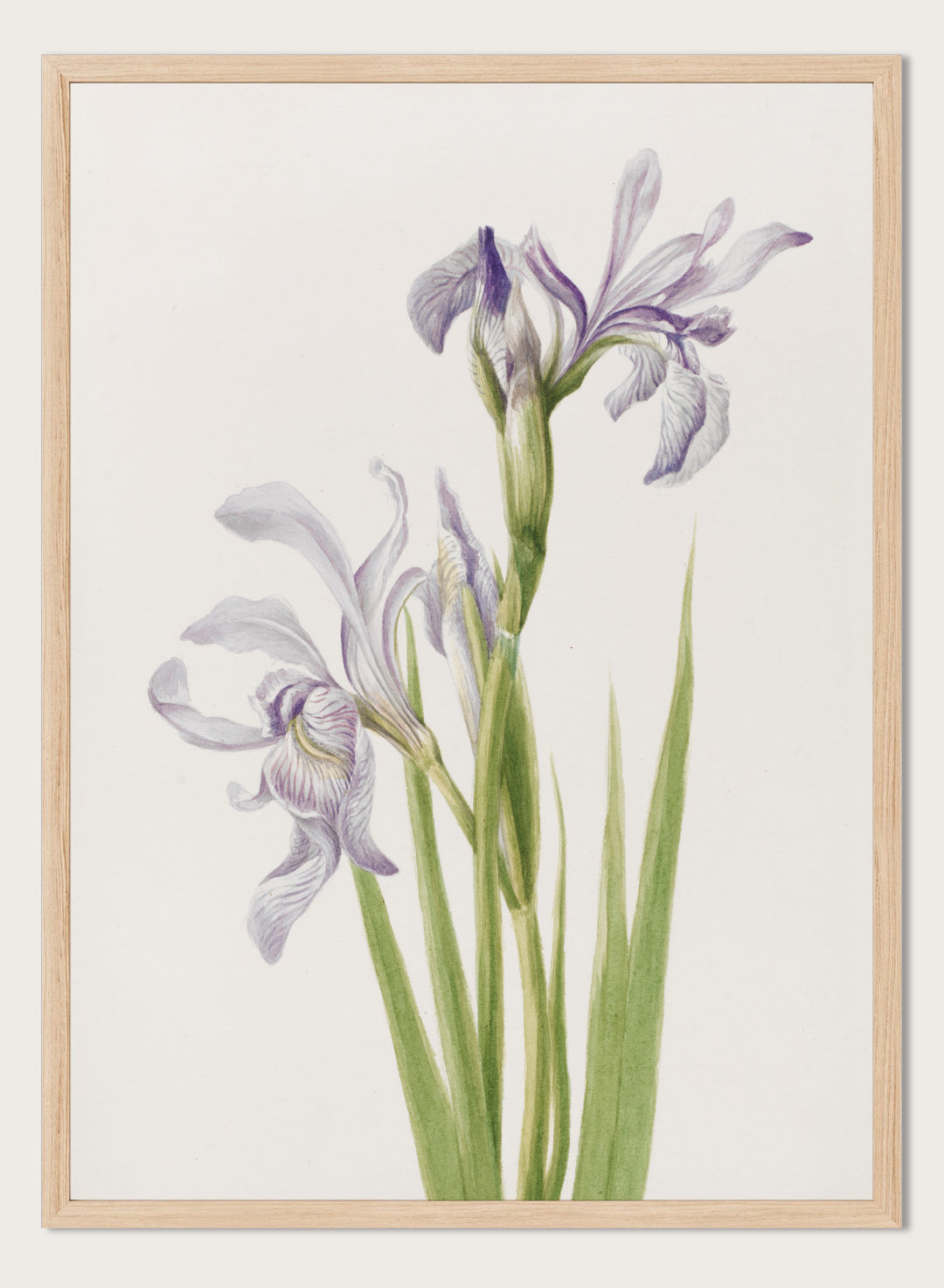 "Western Blue Flag" Art Print