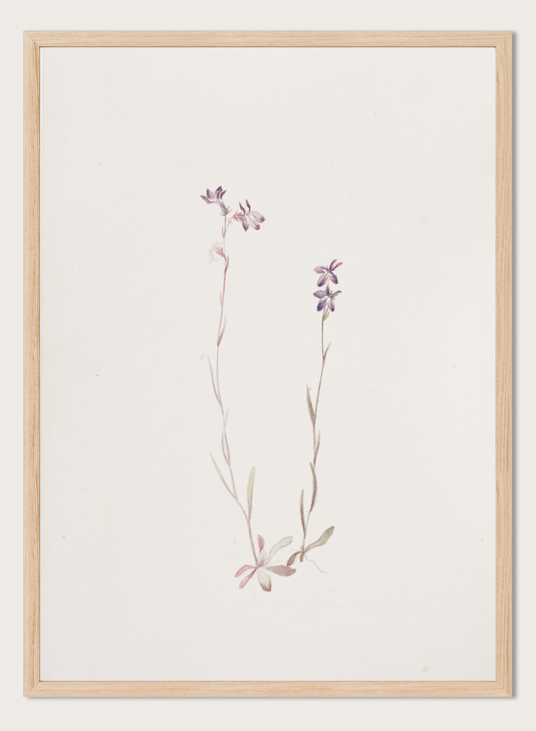 "Lobelia Kalmii" Art Print