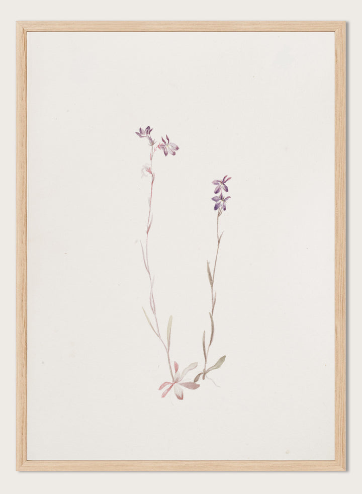"Lobelia Kalmii" Art Print