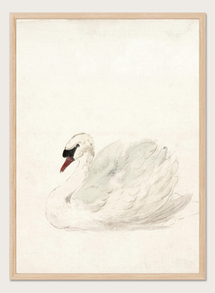 "Swan" Art Print