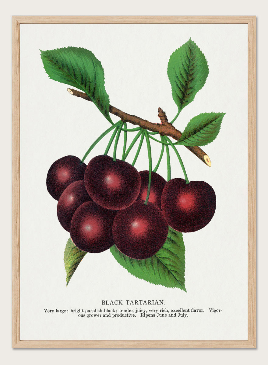 A vintage botanical illustration of a cluster of black tartarian cherries on a branch with green leaves, printed on a white background with descriptive text below. Black Tartarian Cherry Lithograph art print by Botanical Specimen Rochester Lithographing, a vintage botanical fruit illustration featuring dark cherries, green leaves, and original specimen text.