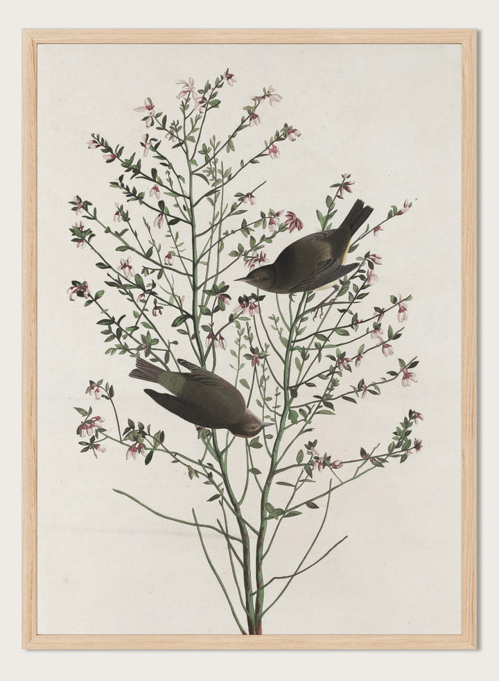 "Orange-crowned Warbler" Art Print