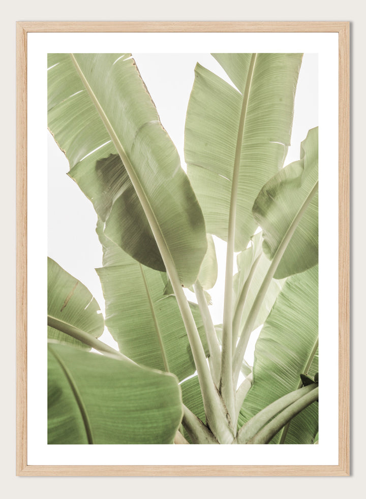 A framed botanical art print featuring large green banana leaves against a bright white background. Verdant Leafscape by Shot by Clint botanical photography print featuring layered banana leaves, pale green tones, natural texture, and bright tropical light.