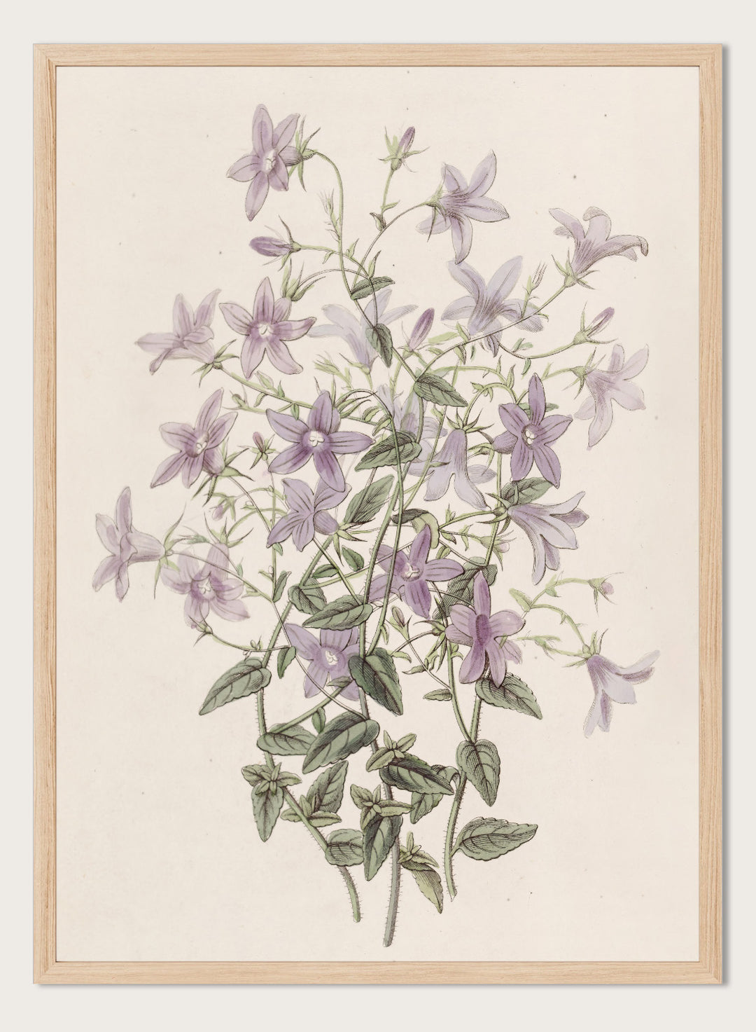 "Laefling’s Bellflower" Art Print
