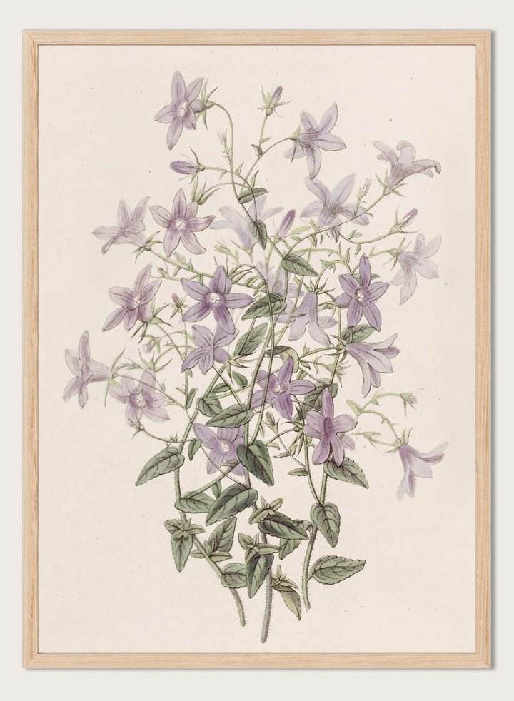 "Laefling’s Bellflower" Art Print
