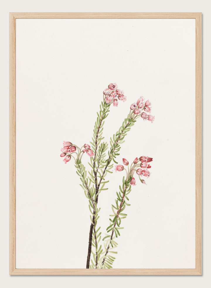 "Pink Mountain Heather" Art Print