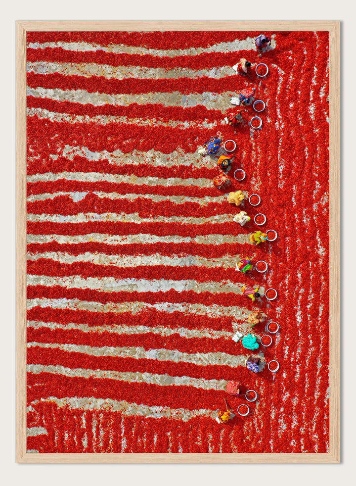 Drying Red Chilies by Azim Khan Ronnie aerial photography print showing chilli fields in Bangladesh with workers, cultural documentary wall art poster