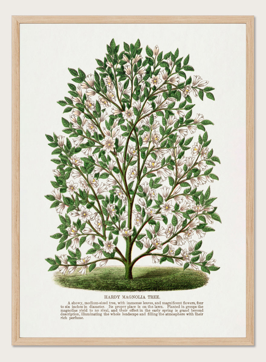 A vintage botanical illustration of a Hardy Magnolia tree, featuring detailed green leaves and clusters of white flowers, with a printed caption at the bottom on an off-white background. Shop the Hardy Magnolia Tree art print by Botanical Specimen Rochester Lithographing, a vintage botanical illustration featuring white magnolia flowers, green foliage, and original specimen text.