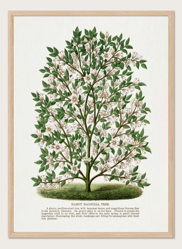 A vintage botanical illustration of a Hardy Magnolia tree, featuring detailed green leaves and clusters of white flowers, with a printed caption at the bottom on an off-white background. Shop the Hardy Magnolia Tree art print by Botanical Specimen Rochester Lithographing, a vintage botanical illustration featuring white magnolia flowers, green foliage, and original specimen text.