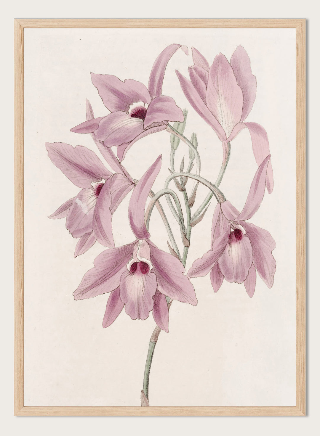 "Long-stalked Laelia" Art Print