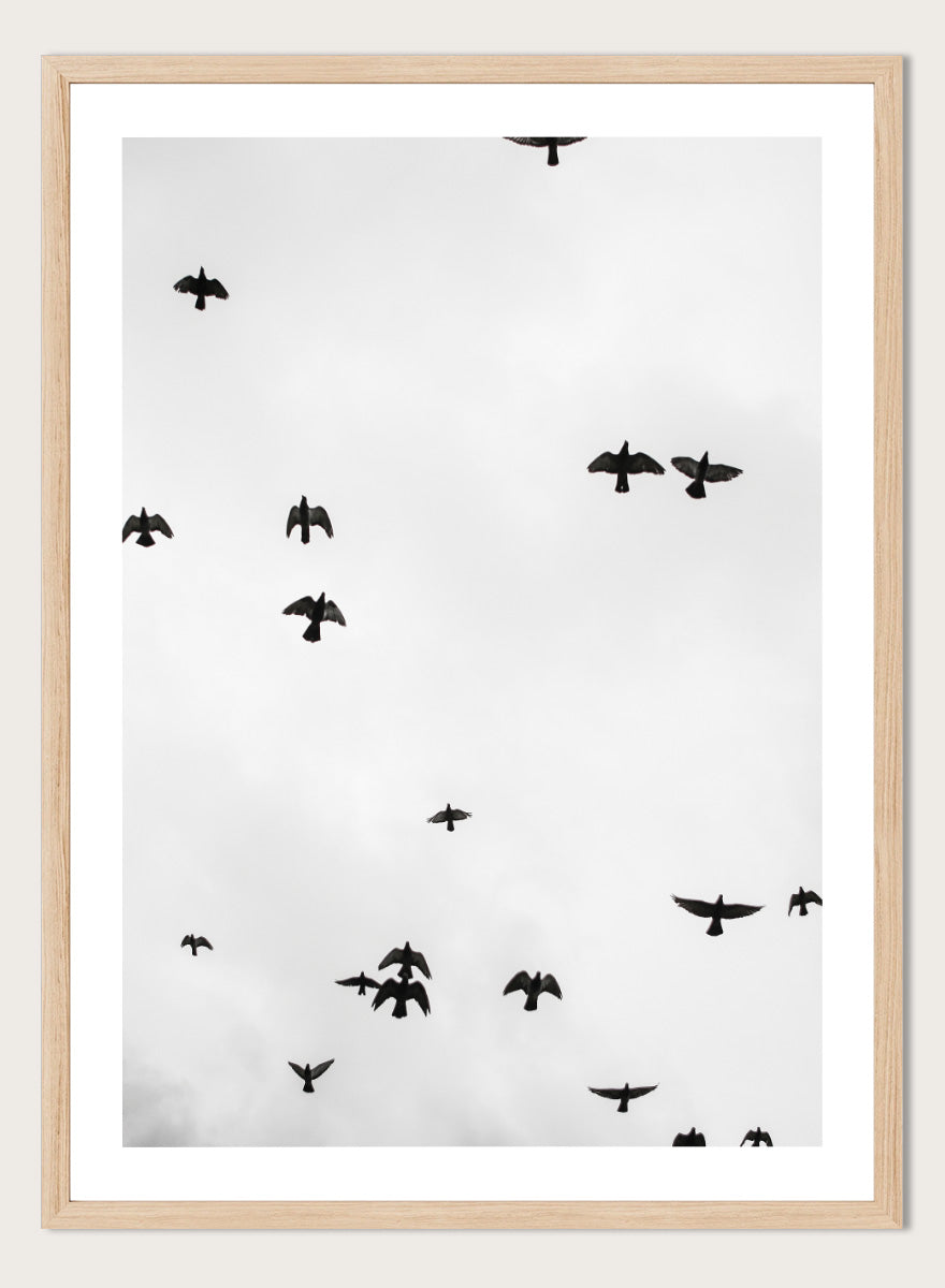 A framed black and white art print depicting a flock of birds flying across a cloudy sky, presented in a minimalist look. Birds in Flight by Shot by Clint black-and-white bird photography print featuring a scattered flock, open sky, and graphic silhouettes in motion.