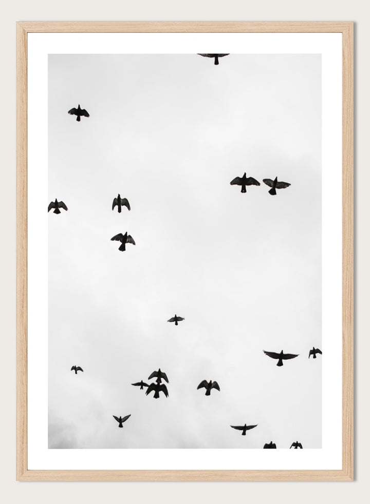 A framed black and white art print depicting a flock of birds flying across a cloudy sky, presented in a minimalist look. Birds in Flight by Shot by Clint black-and-white bird photography print featuring a scattered flock, open sky, and graphic silhouettes in motion.