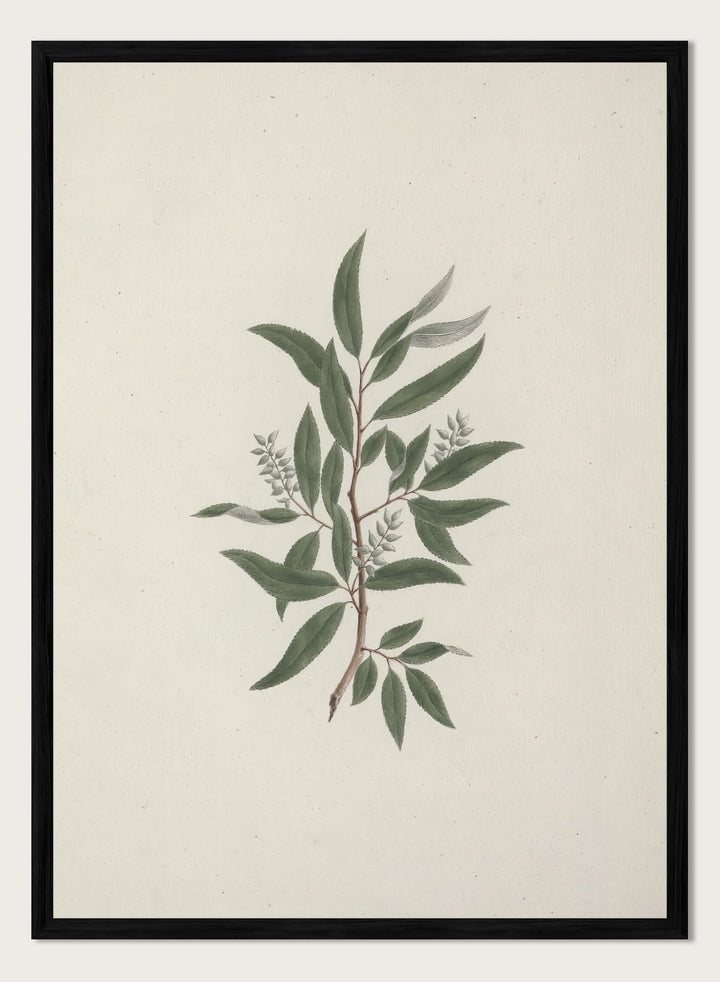 "Willow Tree" Art Print