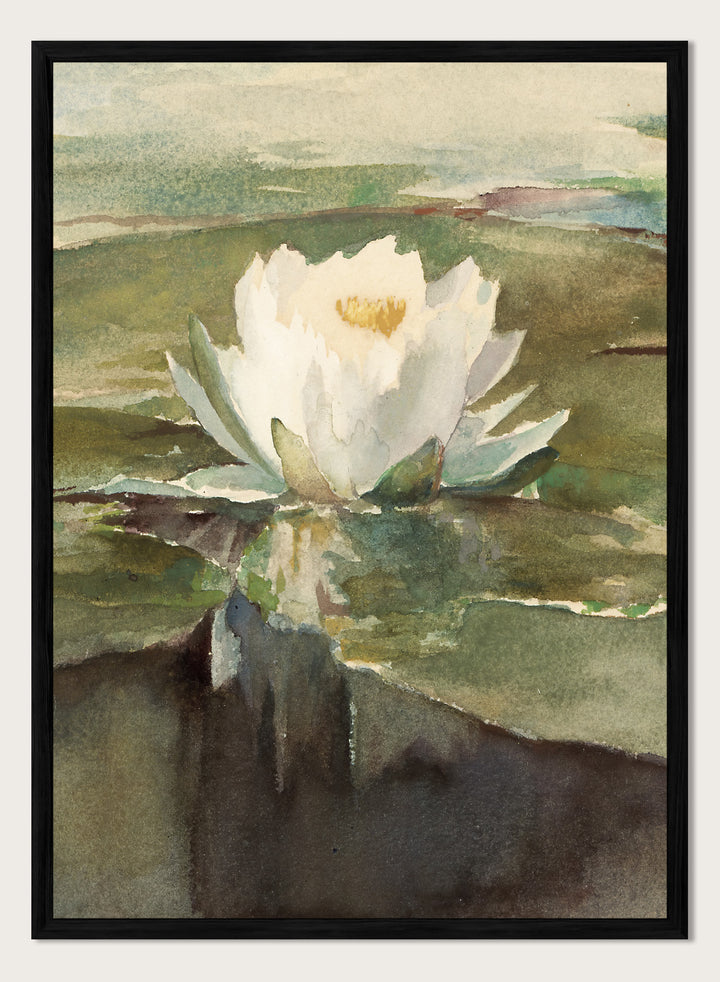 Vintage "Water Lily in Sunlight" Art Print