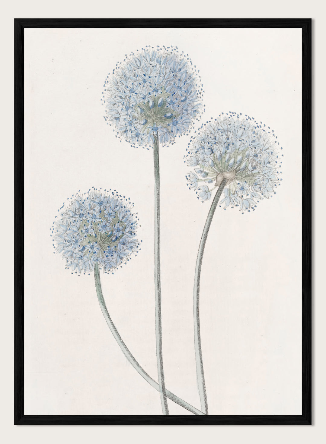 "Blue Leek" Art Print
