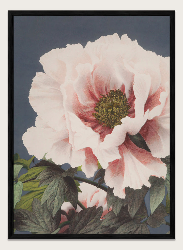 Ogawa Kazumasa Tree Peony Flowers Japanese Art Print OK02B