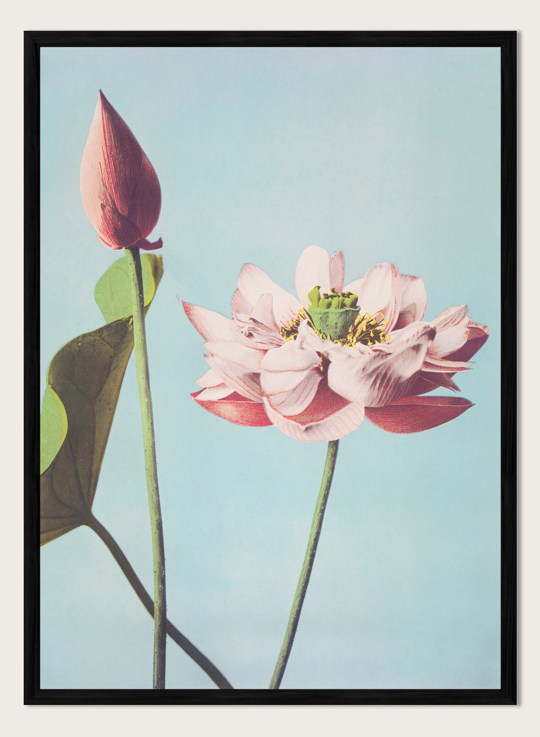 Ogawa Kazumasa Lotus Flowers Japanese Art Print OK01B