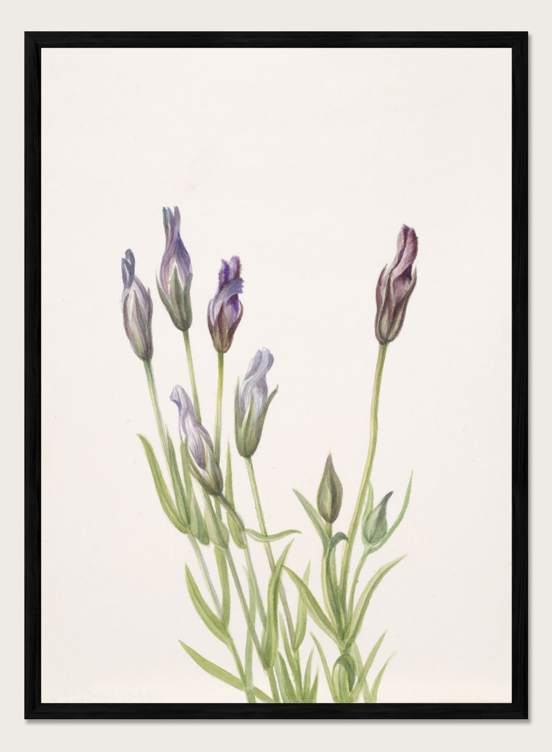"Gentian" Art Print