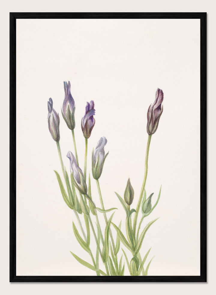 "Gentian" Art Print