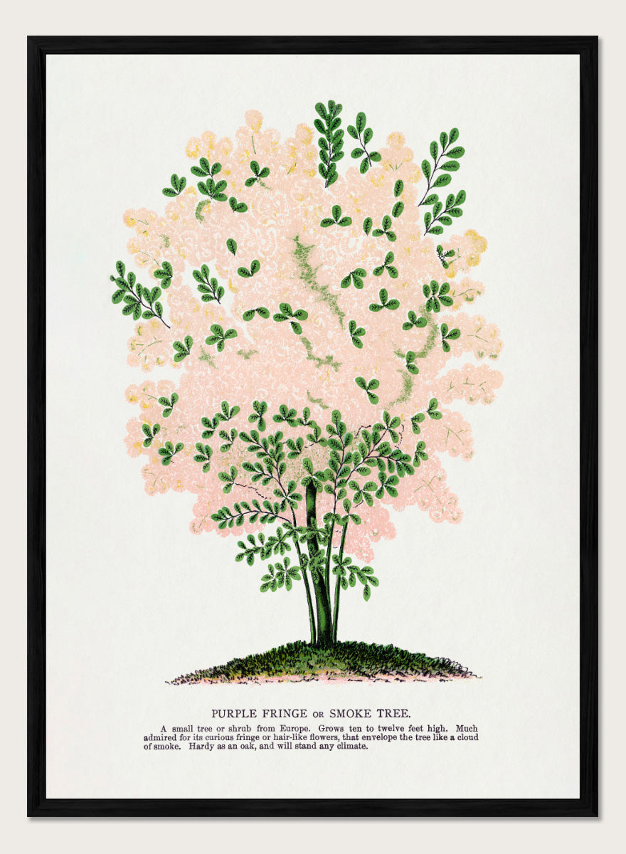 Shop the Purple Fringe Tree art print by Botanical Specimen Rochester Lithographing, a vintage botanical tree illustration featuring soft pink smoke-like blooms and green foliage from a 1900 plate.
