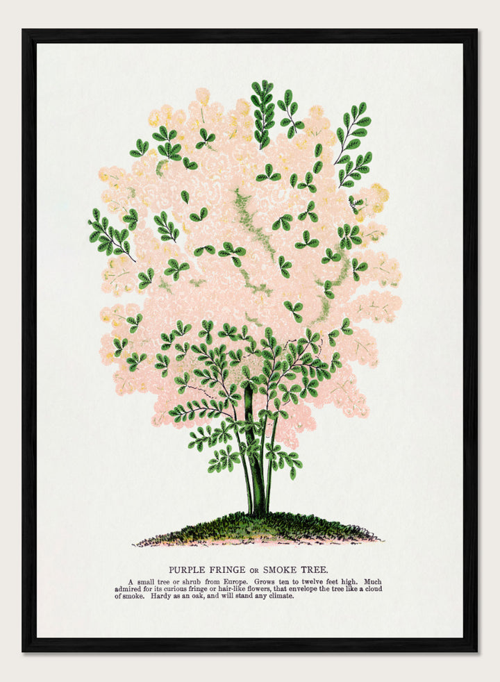 Shop the Purple Fringe Tree art print by Botanical Specimen Rochester Lithographing, a vintage botanical tree illustration featuring soft pink smoke-like blooms and green foliage from a 1900 plate.