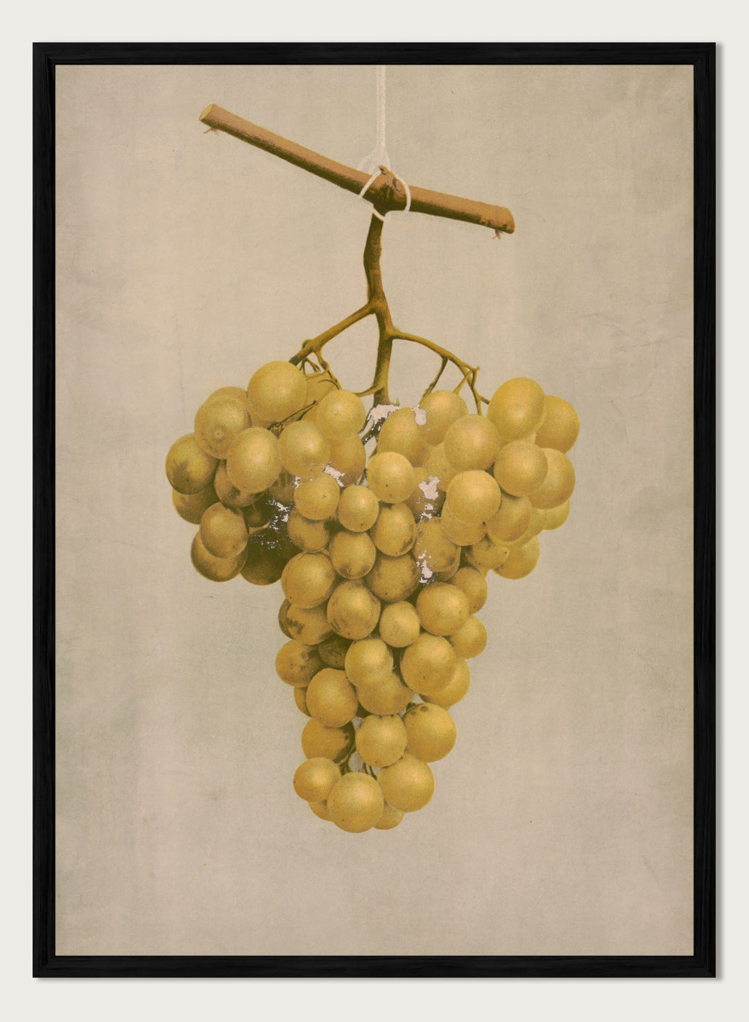 "Prize Golden Hamburg Grapes" Art Print