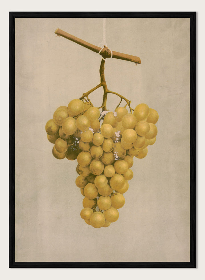 "Prize Golden Hamburg Grapes" Art Print