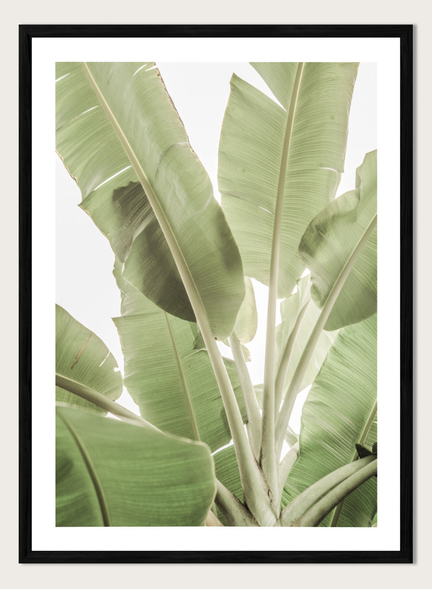 A framed botanical art print featuring large green banana leaves against a bright white background. Verdant Leafscape by Shot by Clint botanical photography print featuring layered banana leaves, pale green tones, natural texture, and bright tropical light.