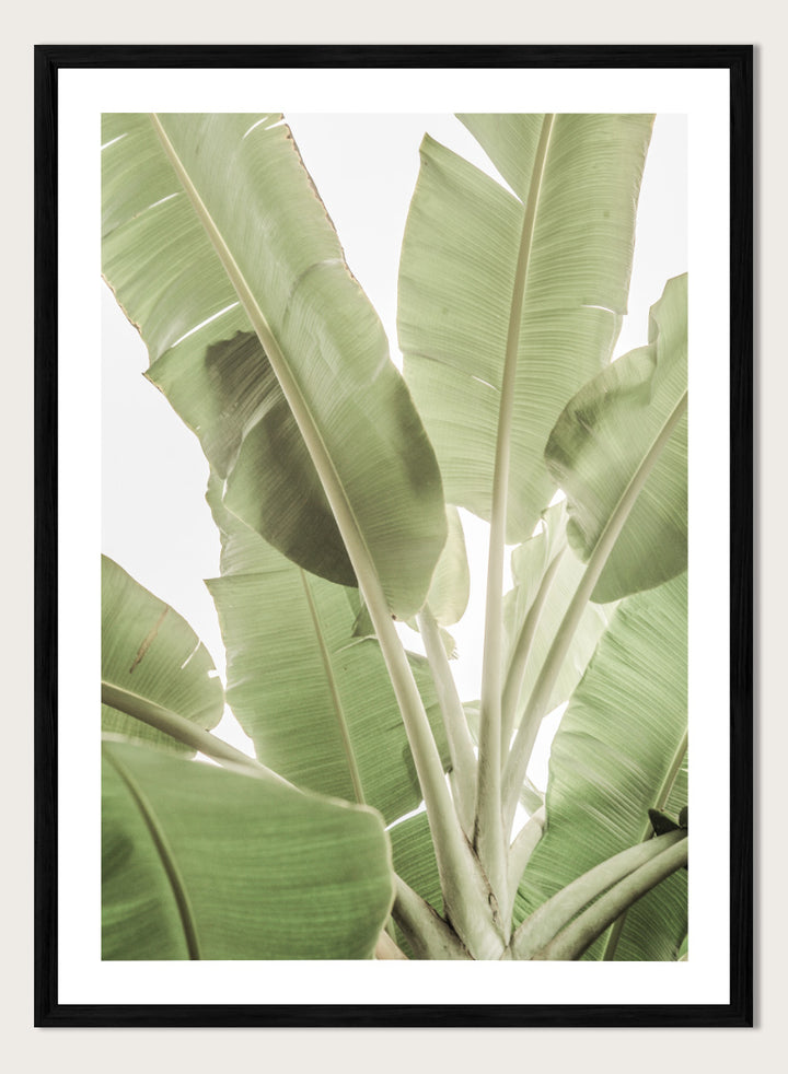 A framed botanical art print featuring large green banana leaves against a bright white background. Verdant Leafscape by Shot by Clint botanical photography print featuring layered banana leaves, pale green tones, natural texture, and bright tropical light.