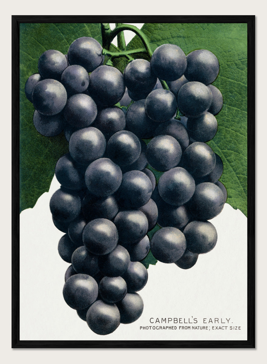 Vintage botanical illustration of a grape cluster hanging from a vine, with dark purple-black grapes and green leaves on a white background, captioned &