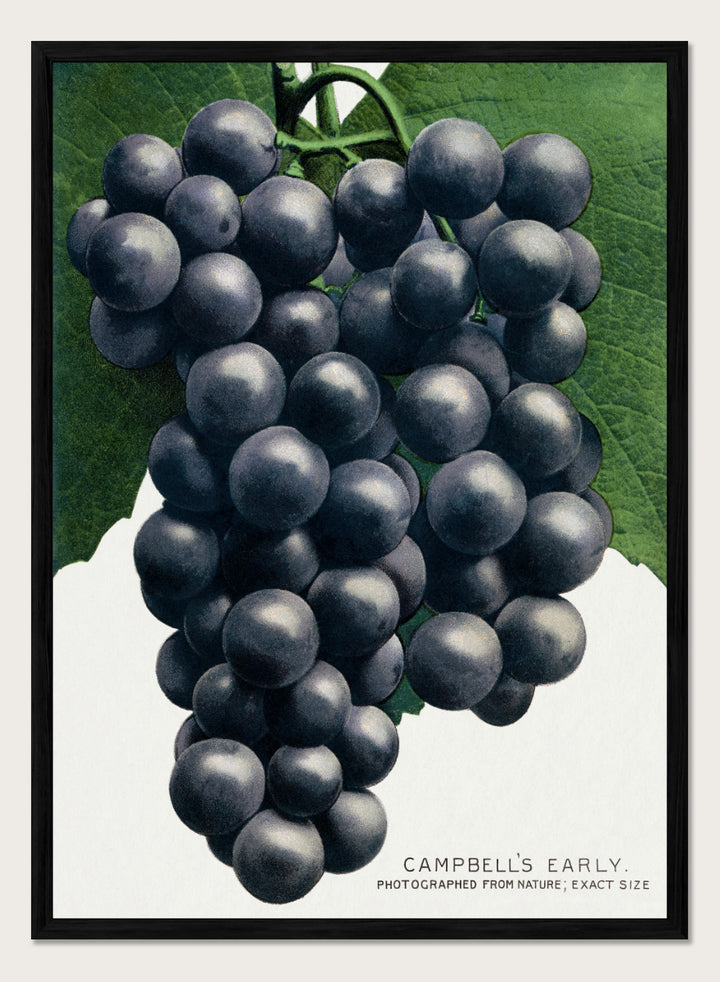 Vintage botanical illustration of a grape cluster hanging from a vine, with dark purple-black grapes and green leaves on a white background, captioned &
