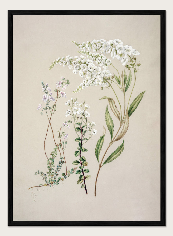 "Veronica" Art Print