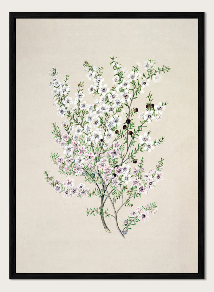 "Manuka" Art Print
