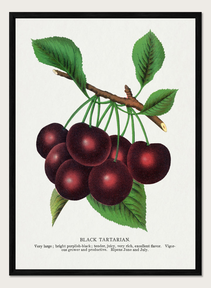 A vintage botanical illustration of a cluster of black tartarian cherries on a branch with green leaves, printed on a white background with descriptive text below. Black Tartarian Cherry Lithograph art print by Botanical Specimen Rochester Lithographing, a vintage botanical fruit illustration featuring dark cherries, green leaves, and original specimen text.