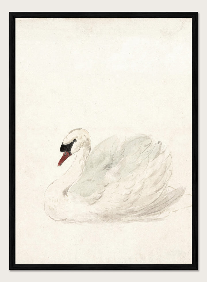 "Swan" Art Print
