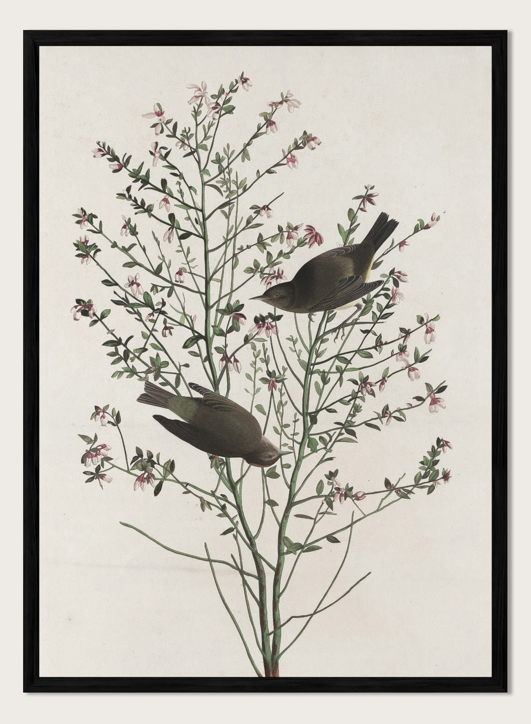 "Orange-crowned Warbler" Art Print