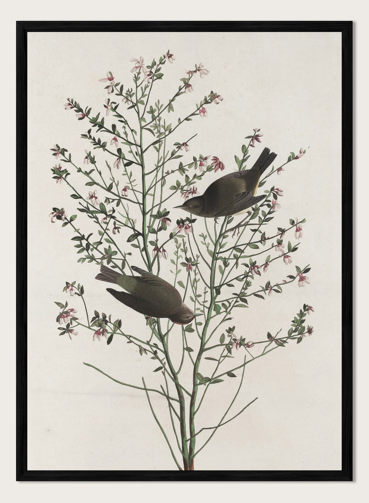 "Orange-crowned Warbler" Art Print