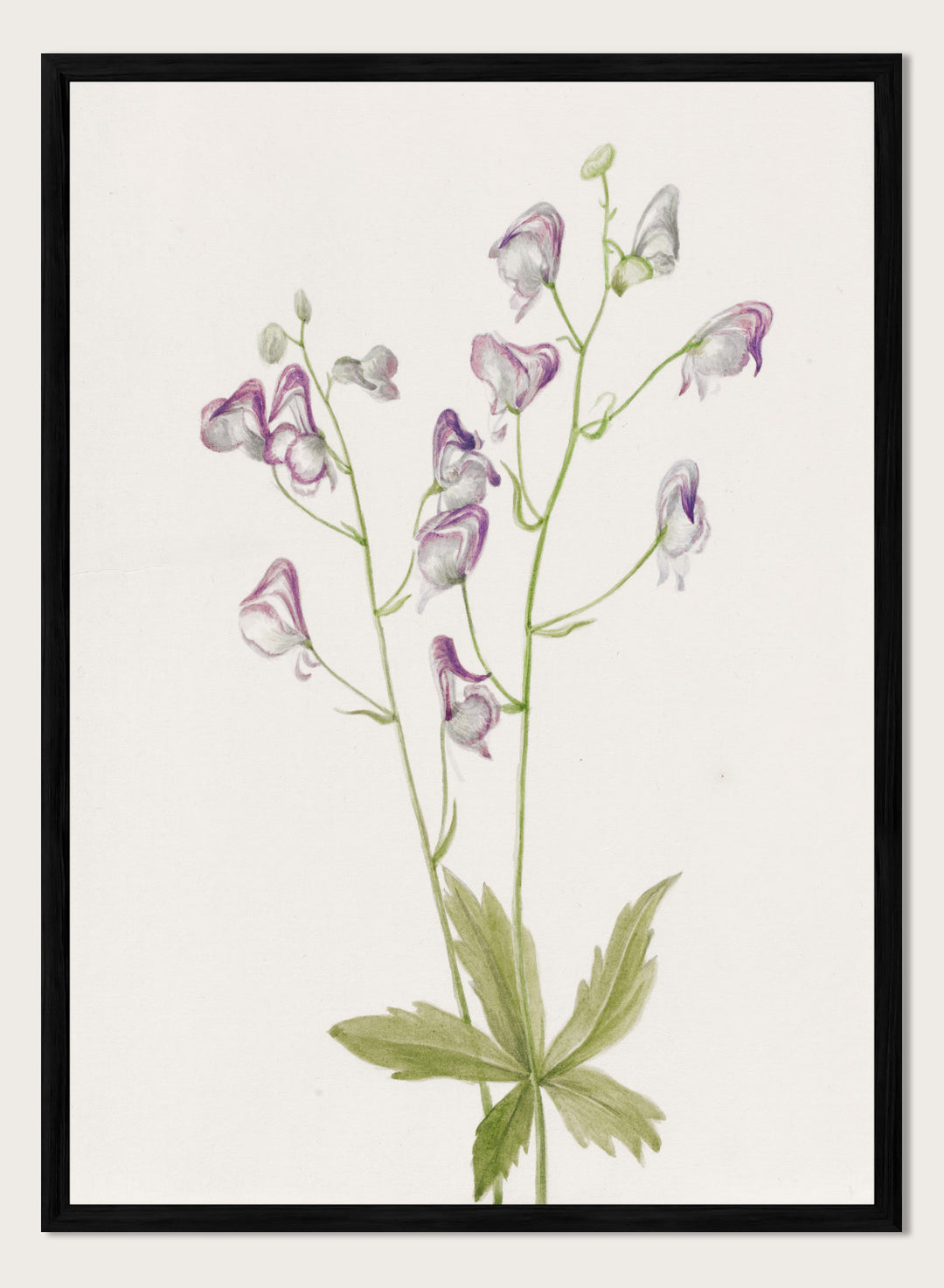 "Western Monkshood" Art Print