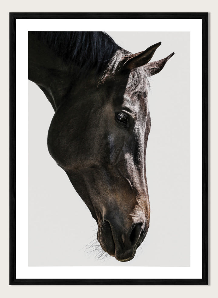 A framed photographic art print featuring a close-up portrait of a dark horse&