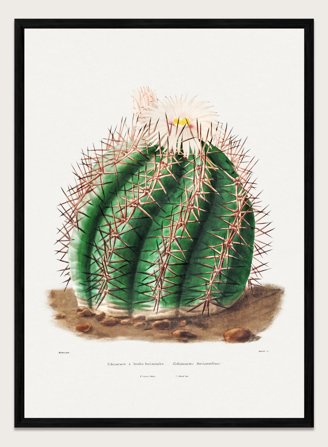 Turk's Head Cactus Vintage Art Print BA32
