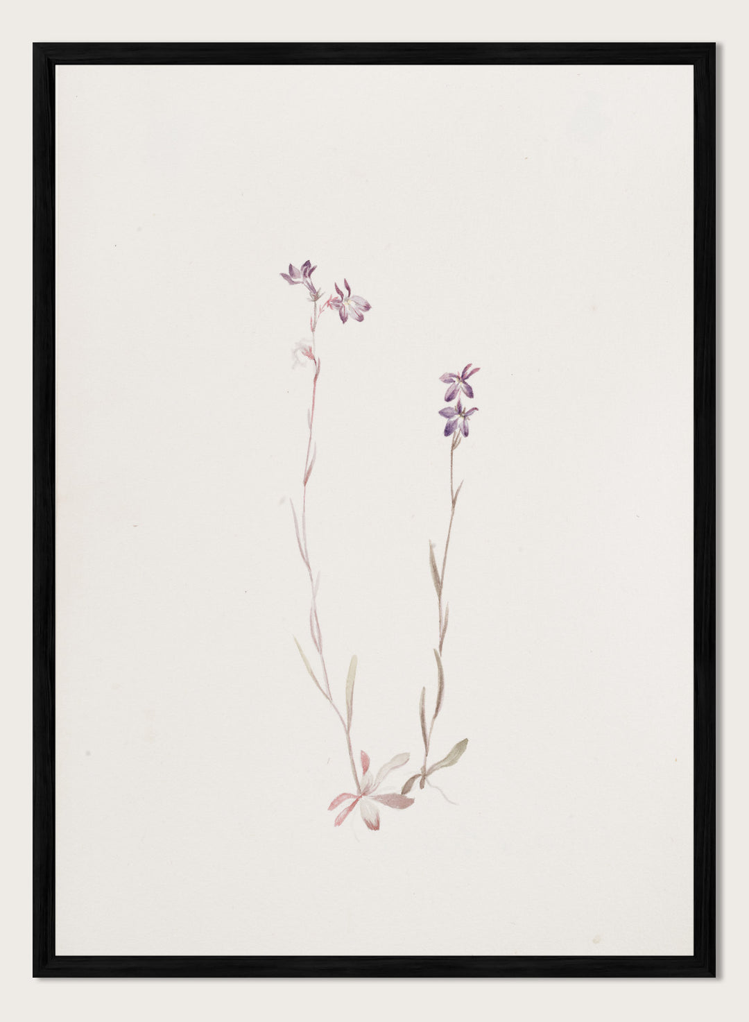 "Lobelia Kalmii" Art Print
