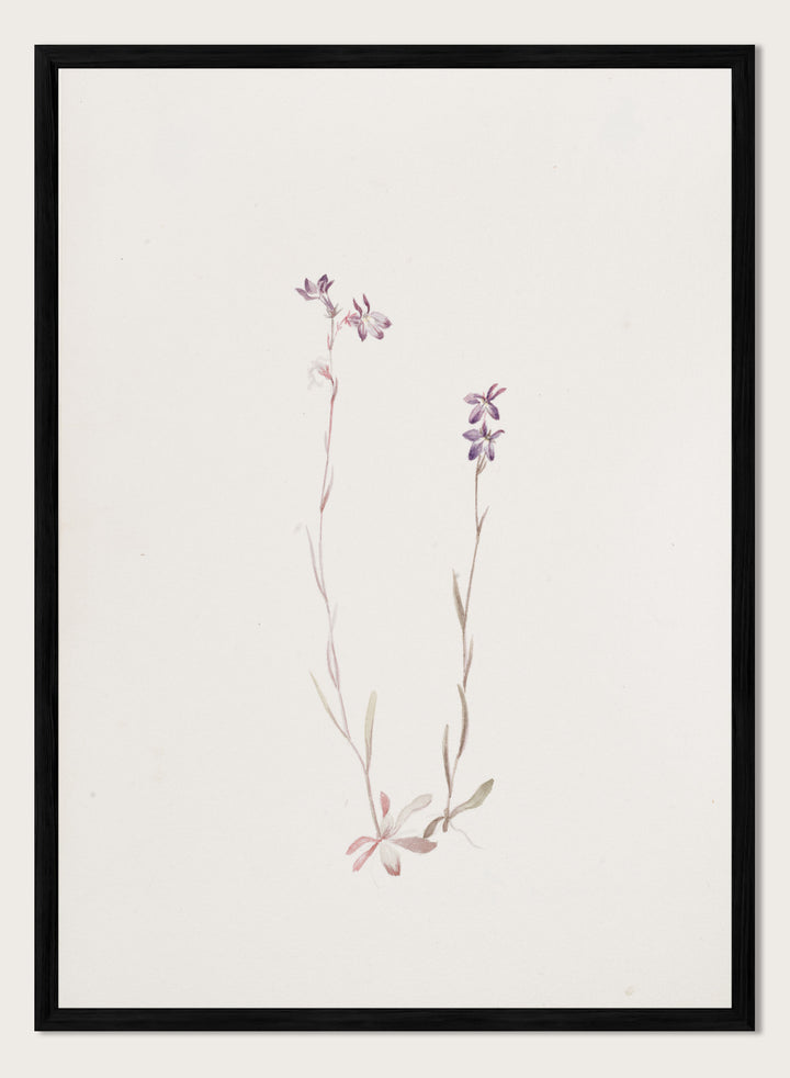 "Lobelia Kalmii" Art Print