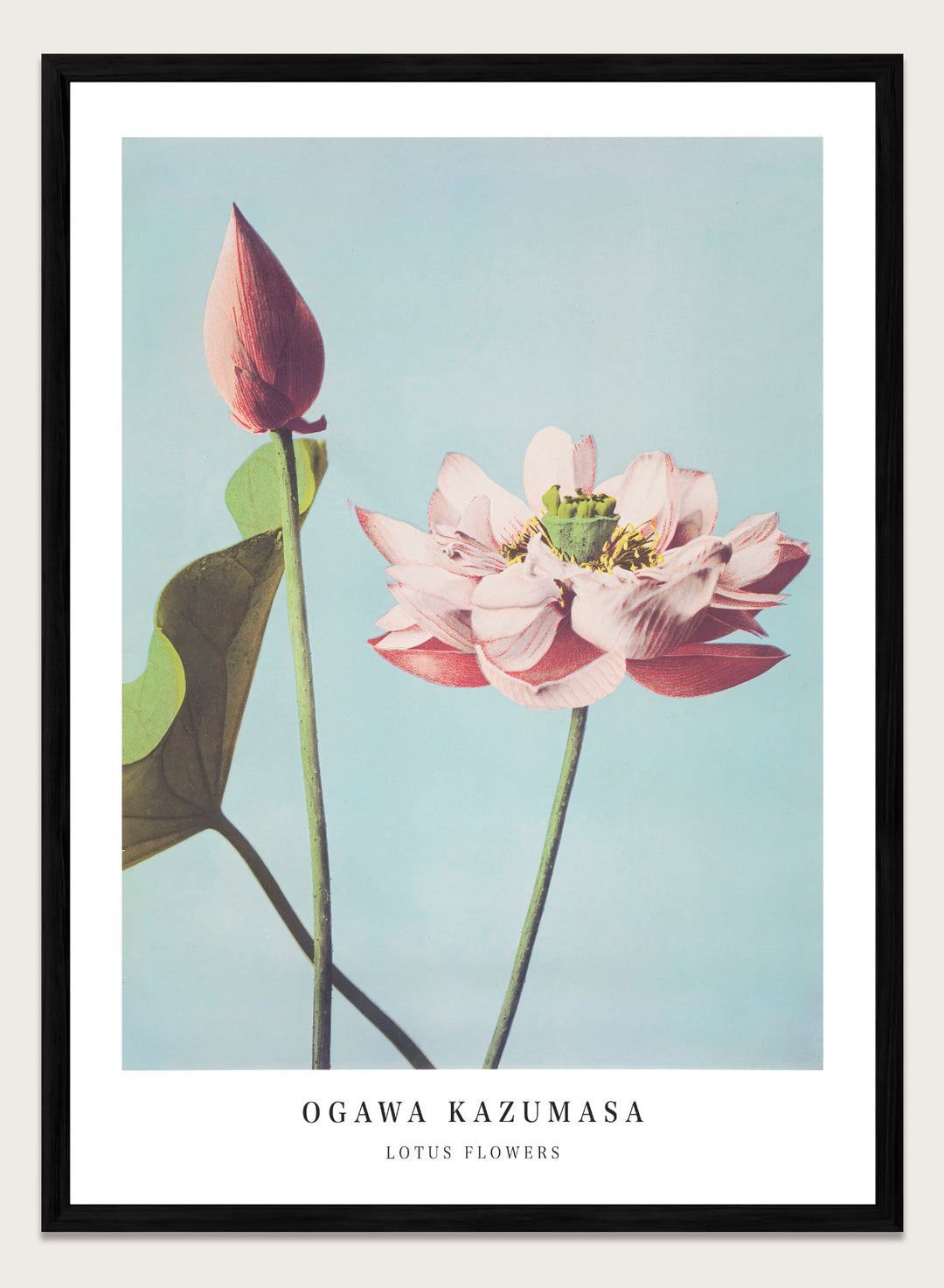 Ogawa Kazumasa Lotus Flowers Japanese Art Print OK01